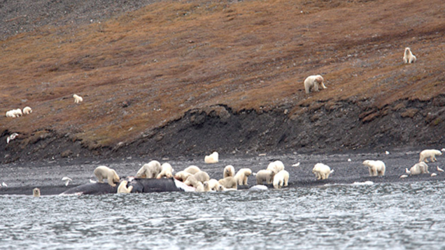 Image: Alexander Gruzdev, Wrangel Island State Nature Reserve